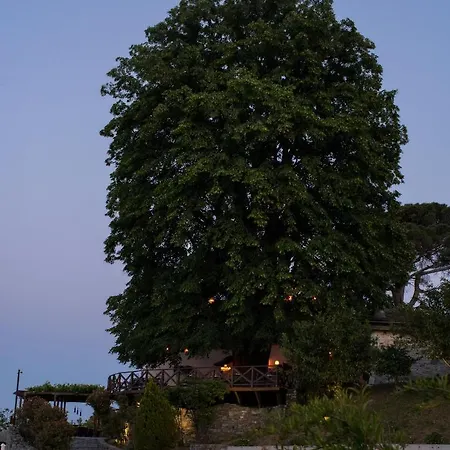 Tilia *