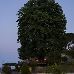 Tilia *