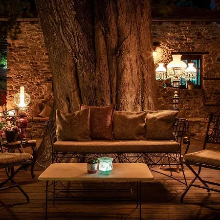 Tilia *