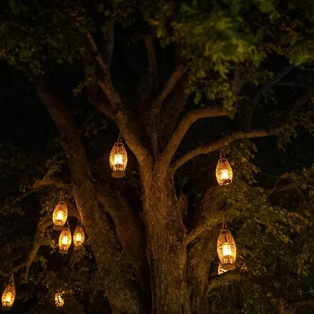 Tilia Mourésion